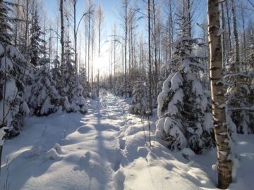 Kuva: Hannu Liljeroos (Kuvaaja: Hannu Liljeroos)