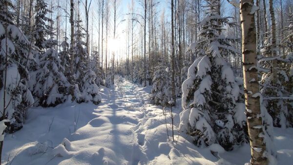 Kuva: Hannu Liljeroos (Kuvaaja: Hannu Liljeroos)