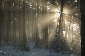 Yli 40 prosenttia PTT:n tutkimukseen osallistuneista metsänomistajista kertoi jättäneensä osan metsistään hiljaiseen suojeluun. (Kuvaaja: Antero Aaltonen)