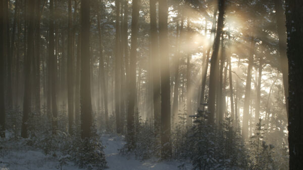 Yli 40 prosenttia PTT:n tutkimukseen osallistuneista metsänomistajista kertoi jättäneensä osan metsistään hiljaiseen suojeluun. (Kuvaaja: Antero Aaltonen)