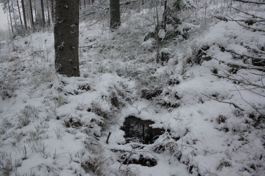 Metsänpohjassa voi olla pakkasista huolimatta märkyyttä. Hakkuu-urien täytyy antaa jäätyä ennen ajokoneen saapumista. (Kuvaaja: Valtteri Skyttä)