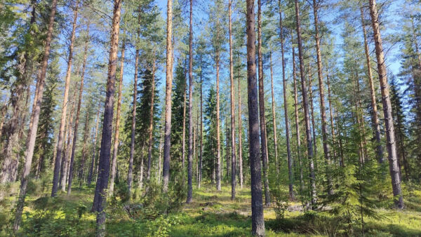Korkean hinnan tekijöitä - kasvuisat ja kovapohjaiset maat, hyvä metsänhoidollinen tila ja sijainti instituution aiemman omistuksen rajalla.