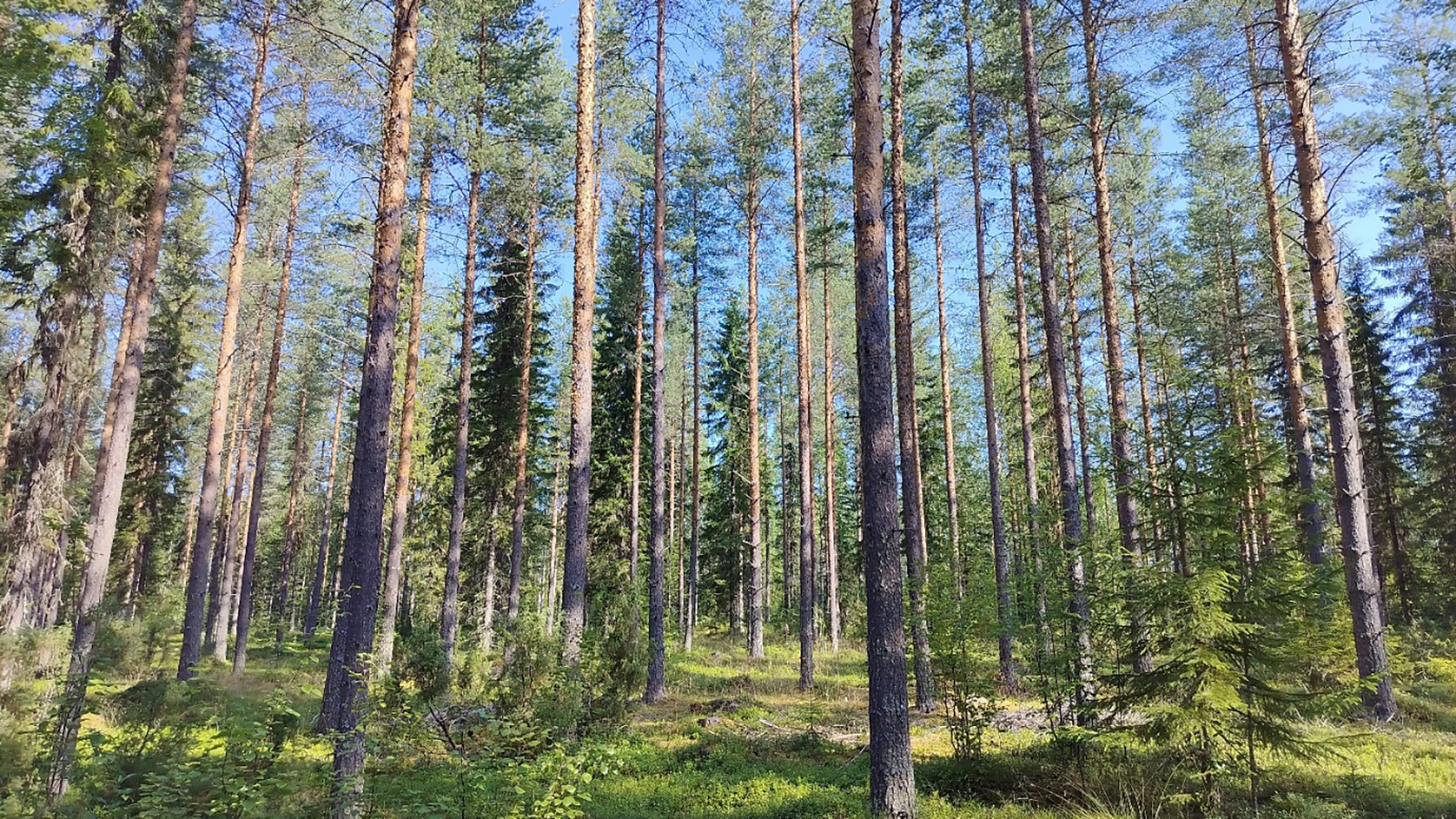 Instituutio ostoksilla – kainuulaistilan hehtaarihinta kohosi yli viiden tonnin