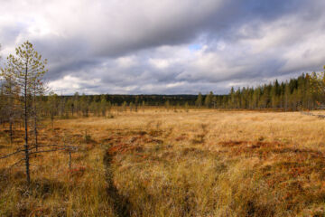 Koppelosuon palsta on pääosin luonnontilaista avosuota, korpea ja rämettä. (Kuva: Petri Haapala)
