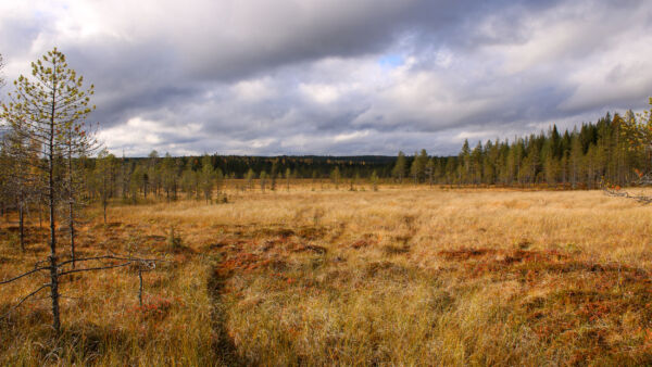 Koppelosuon palsta on pääosin luonnontilaista avosuota, korpea ja rämettä. (Kuva: Petri Haapala)