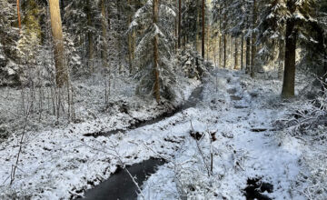 Korjuu-ura on painunut metrien alueelta useamman kymmenen senttiä, joten kyseessä on korjuuvaurio. Mikäli vastaavan näköisiä painaumia löytyy kangasmaalta yli viideltä prosentilta ajourien pituudesta, on korjuujälki suositusten vastainen. (Kuvaaja: Tiia Puukila)