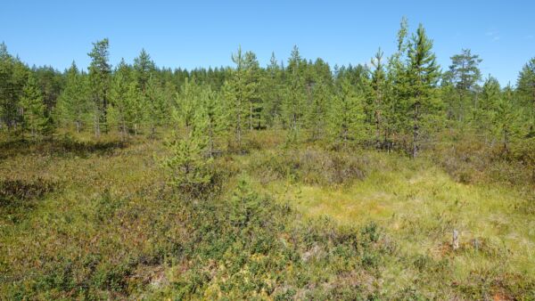 Ennallistetut metsäojitetut suot kehittyvät usein kuivahkoiksi mätäspintaisiksi suotyypeiksi, joilla metaanipäästöt ovat vähäisiä. Kuvan suoalueelle on kasvanut paksu uusi rahkasammalikko kahden vuosikymmenen aikana ennallistamisen jälkeen. (Kuva: Itä-Suomen yliopisto)