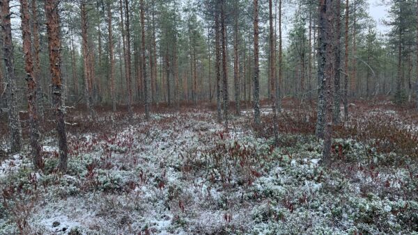 Rämeen tunnistaa mäntyvaltaisesta puustosta ja suovarvuista. Pielaveden ennallistettavalla kohteella ovat ojituksen jälkeen runsastuneet metsäiset, kuivempien kasvupaikkojen lajit, kuten puolukka ja seinäsammalet. Kuvat: Selma Salin