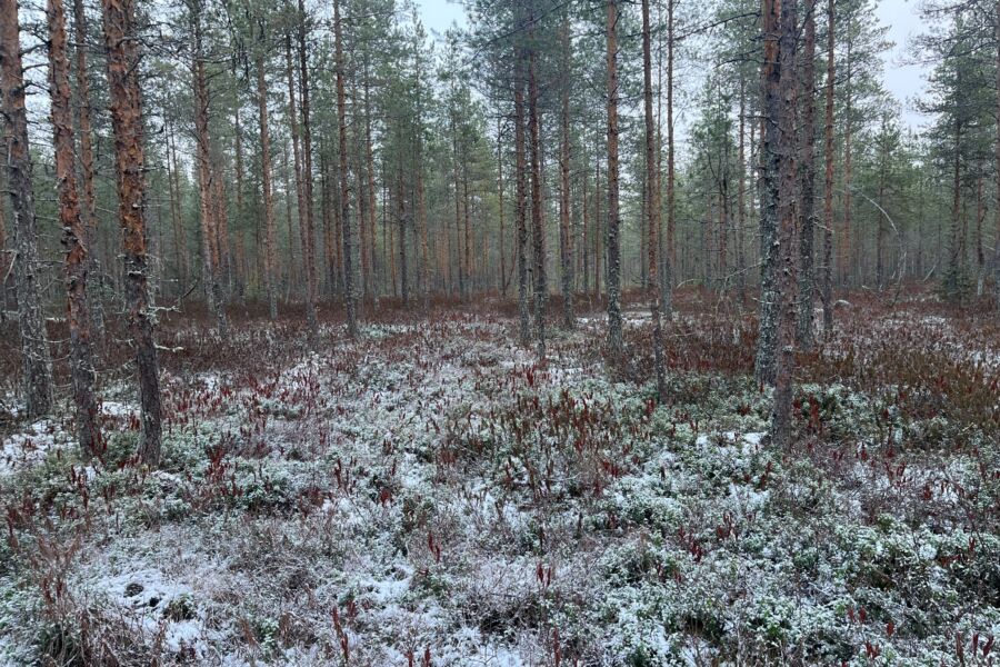 Rämeen tunnistaa mäntyvaltaisesta puustosta ja suovarvuista. Pielaveden ennallistettavalla kohteella ovat ojituksen jälkeen runsastuneet metsäiset, kuivempien kasvupaikkojen lajit, kuten puolukka ja seinäsammalet. Kuvat: Selma Salin