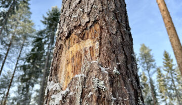 Puustovaurioita oli maastovaurioita enemmän kuvioilla, jotka valikoituvat vuoden 2025 korjuujälkitarkastuksiin. (Kuvaaja: Tiia Puukila)