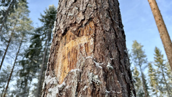 Puustovaurioita oli maastovaurioita enemmän kuvioilla, jotka valikoituvat vuoden 2025 korjuujälkitarkastuksiin. (Kuvaaja: Tiia Puukila)