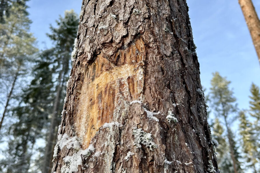 Puustovaurioita oli maastovaurioita enemmän kuvioilla, jotka valikoituvat vuoden 2025 korjuujälkitarkastuksiin. (Kuvaaja: Tiia Puukila)