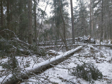 Hannes-myrskyssä kaatuneita puita Keski-Pohjanmaalla. (Kuvaaja: Tatu Viitasaari)