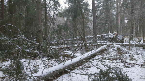 Hannes-myrskyssä kaatuneita puita Keski-Pohjanmaalla. (Kuvaaja: Tatu Viitasaari)