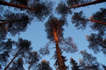 Puumarkkinoilla toivotaan selkeämpää näkymää runkohinnalla ostettujen puukauppojen tilastoihin.  (Kuvaaja: Sami Karppinen)