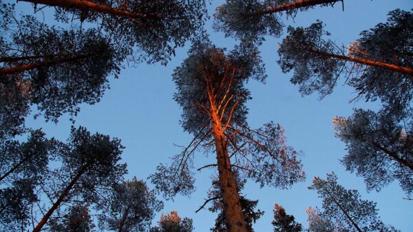 Puumarkkinoilla toivotaan selkeämpää näkymää runkohinnalla ostettujen puukauppojen tilastoihin.  (Kuvaaja: Sami Karppinen)