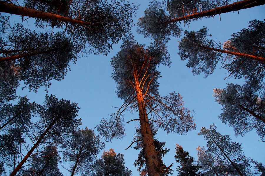 Puumarkkinoilla toivotaan selkeämpää näkymää runkohinnalla ostettujen puukauppojen tilastoihin.  (Kuvaaja: Sami Karppinen)