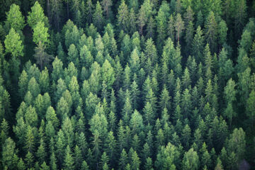 Vuotuisten hakkuumäärien laskeminen 70 miljoonaan kuutiometriin riittäisi pitämään metsämme hiilinieluna mutta ei saavuttamaan ilmastotavoitteita. (Kuvaaja: Antero Aaltonen)