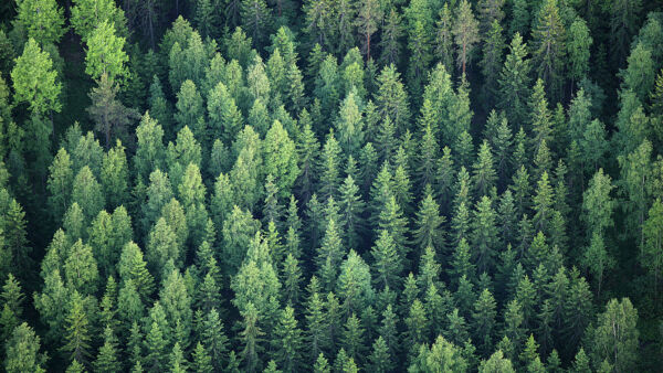 Vuotuisten hakkuumäärien laskeminen 70 miljoonaan kuutiometriin riittäisi pitämään metsämme hiilinieluna mutta ei saavuttamaan ilmastotavoitteita. (Kuvaaja: Antero Aaltonen)