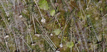 Myrskytuho voi laukaista metsätuholain korjuuvelvoitteen eikä kuutiomäärän raja ole edes kovin suuri.