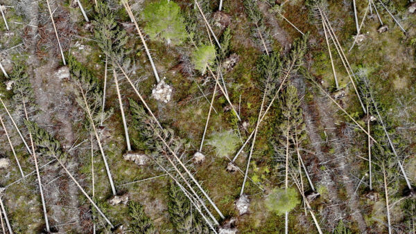 Myrskytuho voi laukaista metsätuholain korjuuvelvoitteen eikä kuutiomäärän raja ole edes kovin suuri.