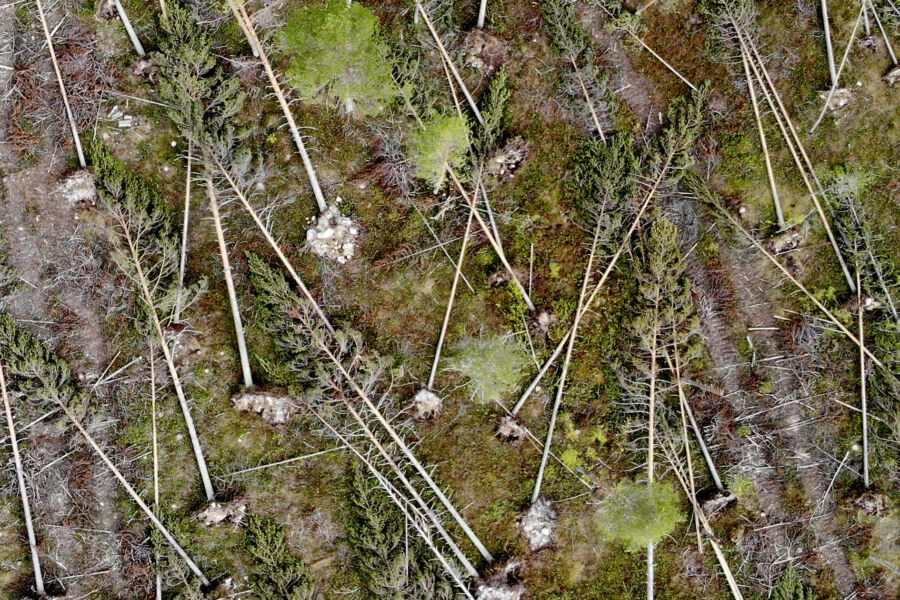 Myrskytuho voi laukaista metsätuholain korjuuvelvoitteen eikä kuutiomäärän raja ole edes kovin suuri.