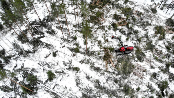 Metsä-Tuurinkoski Oy aloitti myrskytuhopuiden korjuun viime viikolla Ylistarosta muutama vuosi sitten harvennetusta männiköstä, jonka myrsky kaatoi lähes kokonaan. Tuulenkaatojen selvittely on hakkuukoneelle ja kuskille paljon normaalia työtä hitaampaa.  (Kuvaaja: Sami Karppinen)