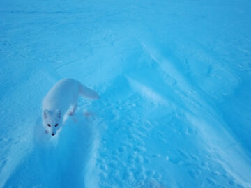 Suomessa naalit ovat pesineet onnistuneesti neljänä vuotena peräkkäin. (Kuvaaja: Metsähallitus, WWF)