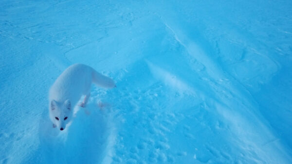 Suomessa naalit ovat pesineet onnistuneesti neljänä vuotena peräkkäin. (Kuvaaja: Metsähallitus, WWF)