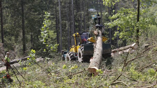 Metsänomistajia kannustetaan uudistamaan kuusikoita Saksassa, sillä puun kysyntä on ennätyksellistä. Maassa on edelleen tavallista, että tukkirungot juonnetaan tai vinssataan pitkinä metsätien varteen. Kuva on Baijerista toukokuulta 2023.  (Kuvaaja: Sami Karppinen)