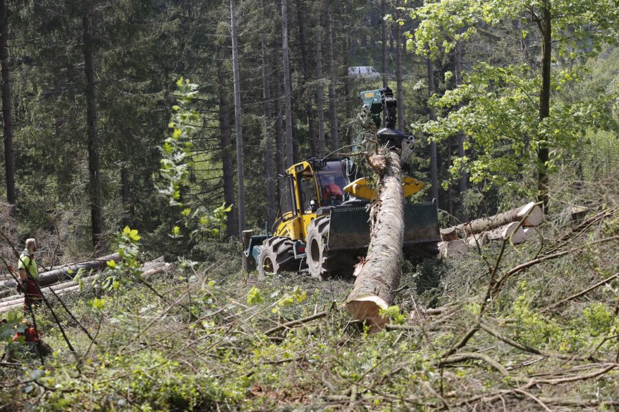 Metsänomistajia kannustetaan uudistamaan kuusikoita Saksassa, sillä puun kysyntä on ennätyksellistä. Maassa on edelleen tavallista, että tukkirungot juonnetaan tai vinssataan pitkinä metsätien varteen. Kuva on Baijerista toukokuulta 2023.  (Kuvaaja: Sami Karppinen)
