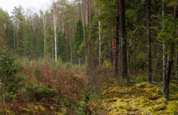 Tutkijoiden mukaan biologisesti vanhat turvemaiden kasvatusmetsät kasvavat heikosti ja järeytyvät hitaasti uudistamiskypsyyteen. Uudistaminen olisi järkevää toteuttaa viljellen aina kun mahdollista. (Kuva: Seppo Samuli)