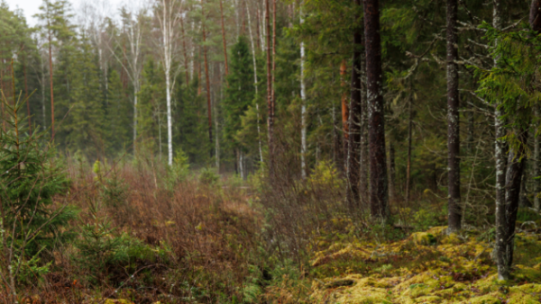 Tutkijoiden mukaan biologisesti vanhat turvemaiden kasvatusmetsät kasvavat heikosti ja järeytyvät hitaasti uudistamiskypsyyteen. Uudistaminen olisi järkevää toteuttaa viljellen aina kun mahdollista. (Kuva: Seppo Samuli)