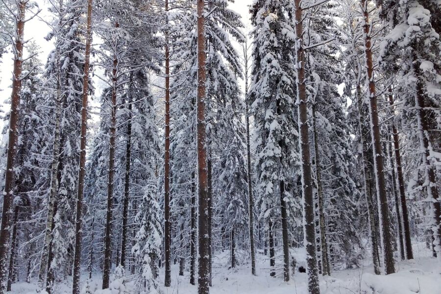 Kuva: Hannu Liljeroos