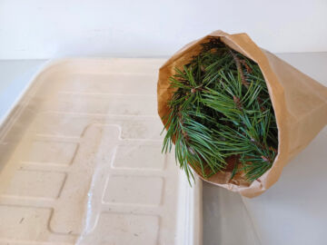 Neulasanalyysiä varten tarvitaan vähintään puoli litraa oksankärkiä. (Kuvaaja: Essi Lantta / Eurofins Agro Viljavuuspalvelu Oy)