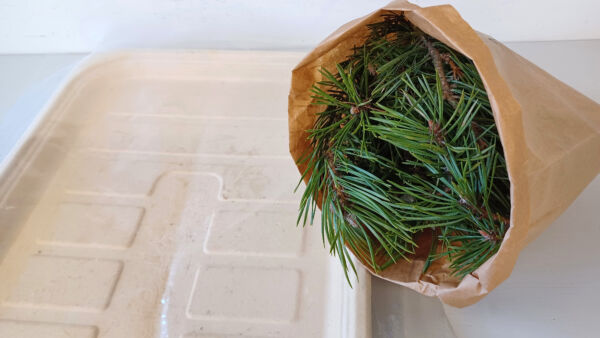 Neulasanalyysiä varten tarvitaan vähintään puoli litraa oksankärkiä. (Kuvaaja: Essi Lantta / Eurofins Agro Viljavuuspalvelu Oy)