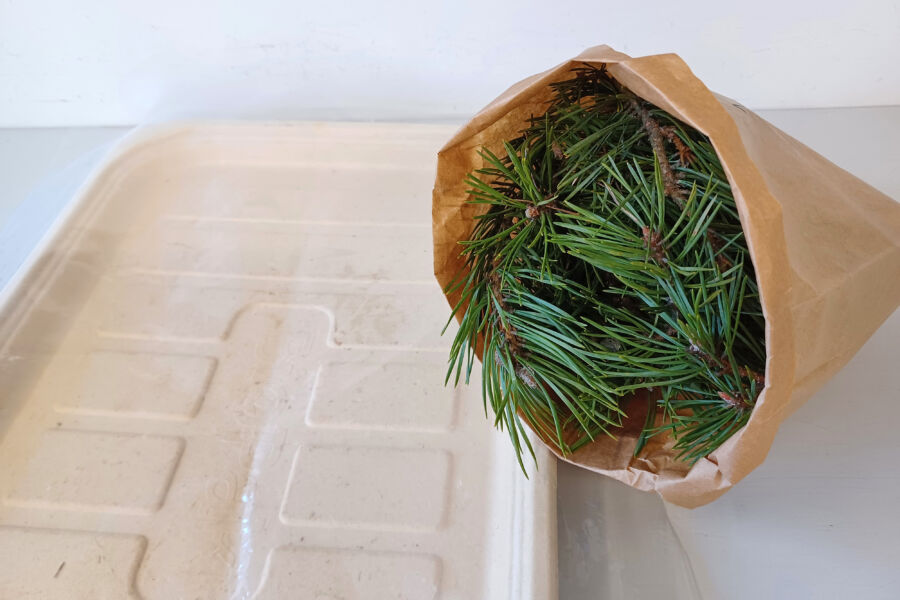 Neulasanalyysiä varten tarvitaan vähintään puoli litraa oksankärkiä. (Kuvaaja: Essi Lantta / Eurofins Agro Viljavuuspalvelu Oy)