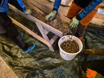 Metsähallitus on ostanut käpyjenkerääjiltä Pohjois-Suomessa männynkäpyjä siemenhuollon varmuusvaraston täydentämiseksi. (Kuva: Ilkka Numminen/Metsähallitus)