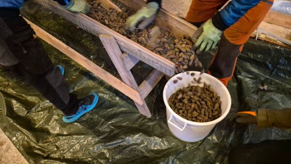 Metsähallitus on ostanut käpyjenkerääjiltä Pohjois-Suomessa männynkäpyjä siemenhuollon varmuusvaraston täydentämiseksi. (Kuva: Ilkka Numminen/Metsähallitus)