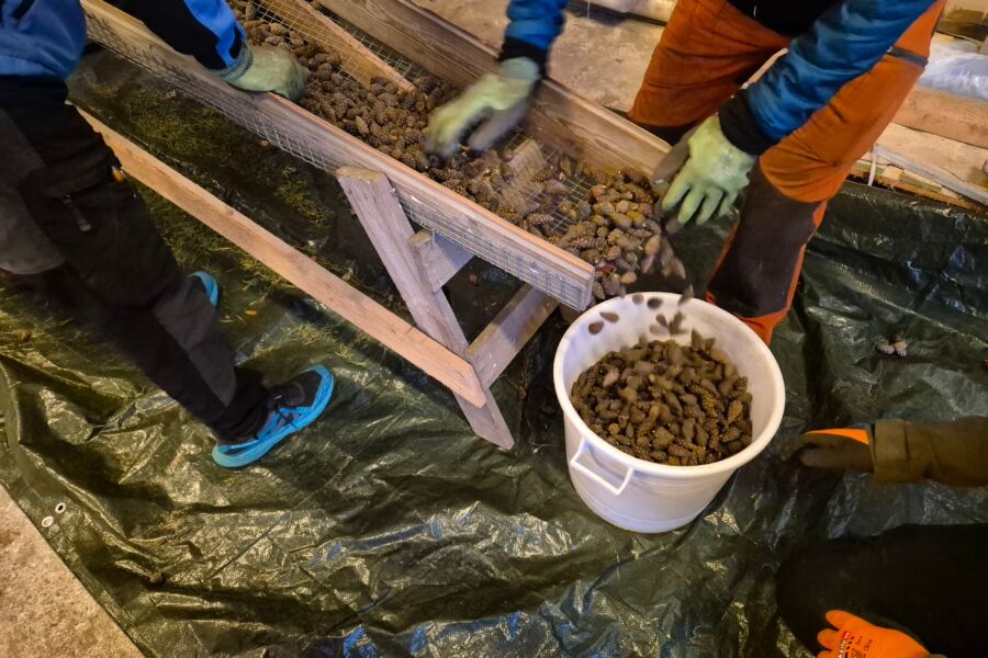 Metsähallitus on ostanut käpyjenkerääjiltä Pohjois-Suomessa männynkäpyjä siemenhuollon varmuusvaraston täydentämiseksi. (Kuva: Ilkka Numminen/Metsähallitus)