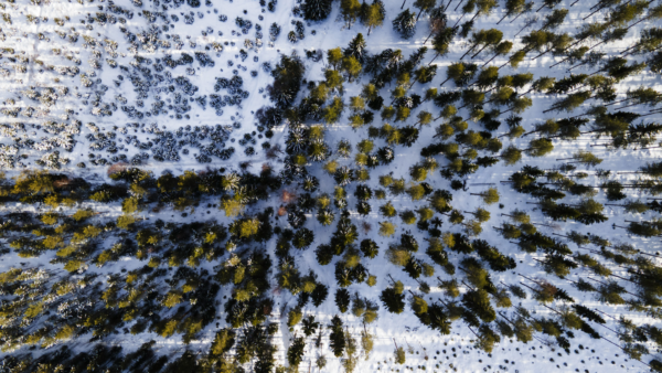 Avoimet metsärahastot kuljevat eri suuntiin. UB:n metsärahasto ostaa metsää velkarahalla, kun taas OP:n ja S-Pankin rahastot myyvät omaisuuttaan. (Kuvaaja: Matias Honkamaa)