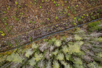 Pääosa puuston juuristosta kasvaa suometsissä hyvin lähellä maanpintaa. Kuvassa taimikkoa, varttuneempaa metsää ja niitä halkova oja suometsässä Tammelassa Etelä-Suomessa. (Kuvaaja: Seppo Samuli)