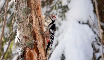 Rengastukset tuovat tärkeää tietoa valkoselkätikkojen esiintymisestä. Kuvan valkoselkätikkakoiras on kuvattu tammikuussa 2019 Rääkkylässä, ja lukurenkaan avulla tiedetään, että lintu oli rengastettu vuonna 2014 pesäpoikasena 20 kilometrin päässä. Edellinen varma tieto saman tikan pesinnästä on vuodelta 2024. (Kuvaaja: Jari Kontiokorpi)
