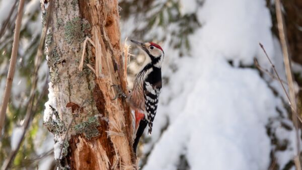 Rengastukset tuovat tärkeää tietoa valkoselkätikkojen esiintymisestä. Kuvan valkoselkätikkakoiras on kuvattu tammikuussa 2019 Rääkkylässä, ja lukurenkaan avulla tiedetään, että lintu oli rengastettu vuonna 2014 pesäpoikasena 20 kilometrin päässä. Edellinen varma tieto saman tikan pesinnästä on vuodelta 2024. (Kuvaaja: Jari Kontiokorpi)