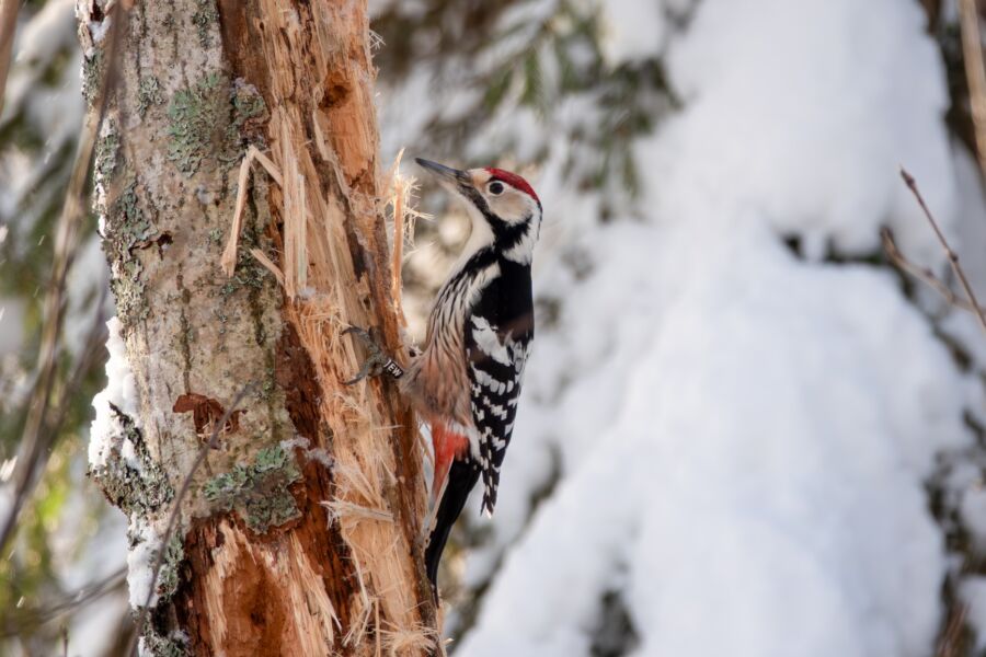 Rengastukset tuovat tärkeää tietoa valkoselkätikkojen esiintymisestä. Kuvan valkoselkätikkakoiras on kuvattu tammikuussa 2019 Rääkkylässä, ja lukurenkaan avulla tiedetään, että lintu oli rengastettu vuonna 2014 pesäpoikasena 20 kilometrin päässä. Edellinen varma tieto saman tikan pesinnästä on vuodelta 2024. (Kuvaaja: Jari Kontiokorpi)