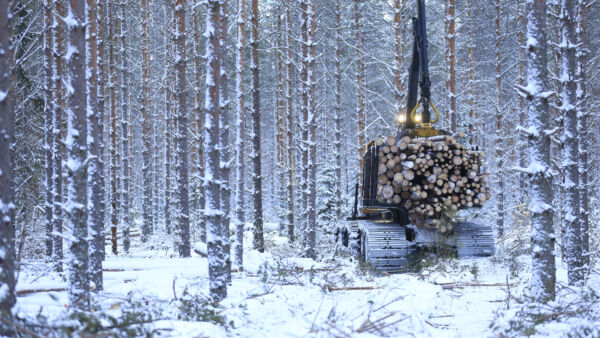 Monelta leimikolta saa nyt ajaa puita huoletta täysin kuormin. Suometsissä voi tarjolla olla silti pehmeitä yllätyksiä, sillä ilman urien polkemista ennakkoon eivät suometsät ole juuri jäätyneet kovista pakkasista ja vähäisestä lumesta huolimatta, (Kuvaaja: Sami Karppinen)