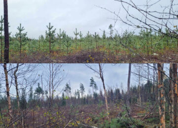 Timo Lankila uudisti karuhkon turvemaamännikön siemenpuilla. Maanpintaa muokattiin hyvin kevyesti kaivurilla. Toinen puoli kuviosta tuhkalannoitettiin uudistamisen yhteydessä irtotuhkalla ja toinen puoli jätettiin lannoittamatta. Kuvat on otettu samalta kohdalta eri suuntiin varhaisperkauksen jälkeen. Yläkuvassa lannoitettu ja alakuvassa lannoittamaton osa kuviota. (Kuvaaja: Timo Lankila)