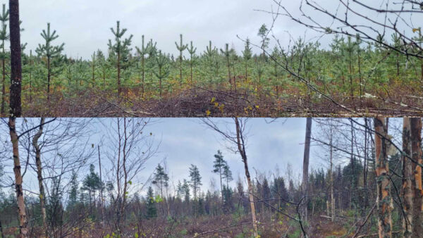 Timo Lankila uudisti karuhkon turvemaamännikön siemenpuilla. Maanpintaa muokattiin hyvin kevyesti kaivurilla. Toinen puoli kuviosta tuhkalannoitettiin uudistamisen yhteydessä irtotuhkalla ja toinen puoli jätettiin lannoittamatta. Kuvat on otettu samalta kohdalta eri suuntiin varhaisperkauksen jälkeen. Yläkuvassa lannoitettu ja alakuvassa lannoittamaton osa kuviota. (Kuvaaja: Timo Lankila)