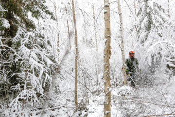 Taimikoiden ja nuorten metsien osuus metsätalouden tukipotista on ollut viime vuosina noin 80 prosenttia. Tänäkin vuonna olosuhteet sallivat monin paikoin raivauksen myös vähä­lumisessa talvikelissä. (Kuvaaja: Sami Karppinen)