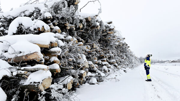 Kokkolan energian polttoainepäällikkö Petri Ahokangas sanoo, että puuta tarvitaan talvikaudella jatkossakin, vaikka sähkökattiloita valmistuu kovaa vauhtia. Kuva on vuodelta 2022. (Kuva: Esko Keski-Vähälä)